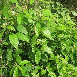 Aromatics International Cinnamon Leaf Essential Oil