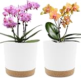 QCQHDU 20cm Plant Pot 2 Pack with Drainage Holes and Tray White Modern Decor