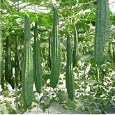 30PCS Ridged Sponge Gourd Seeds Chinese Okra Angled Luffa Gourd Seeds