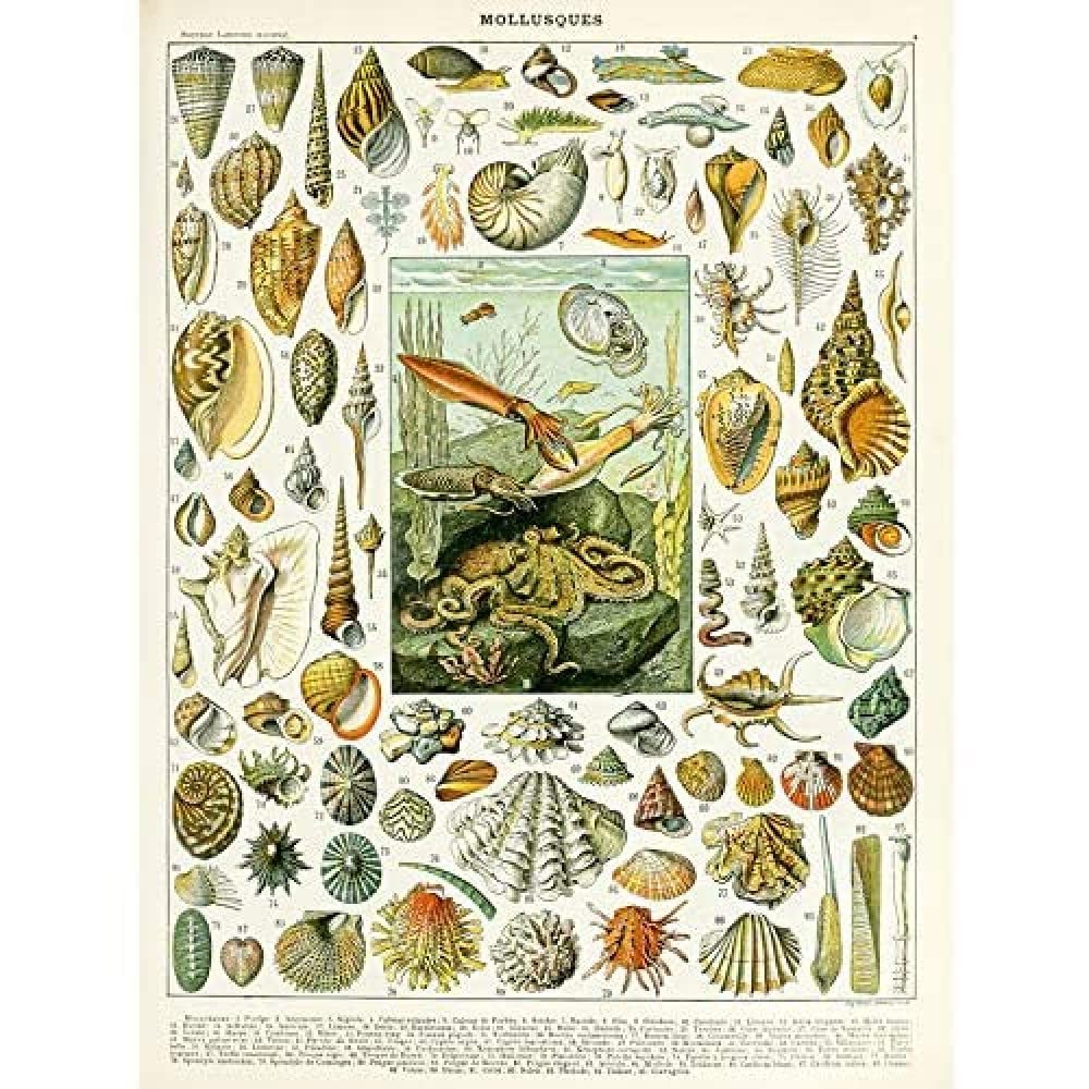 Artery8 Millot Encyclopedia Page Molluscs Shells Unframed Wall Art Print Poster Home Decor Premium — image 1