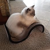 blue bengal cat scroll scratcher