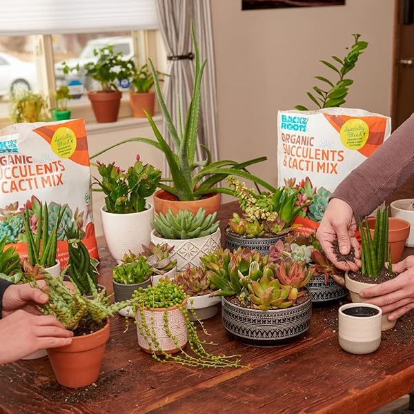 BACK TO THE ROOTS 100% ORGANIC SUCCULENT & CACTI MIX (6 QUART) | MADE IN THE USA | PREMIUM NUTRITION FOR INDOOR AND OUTDOOR PLANTS