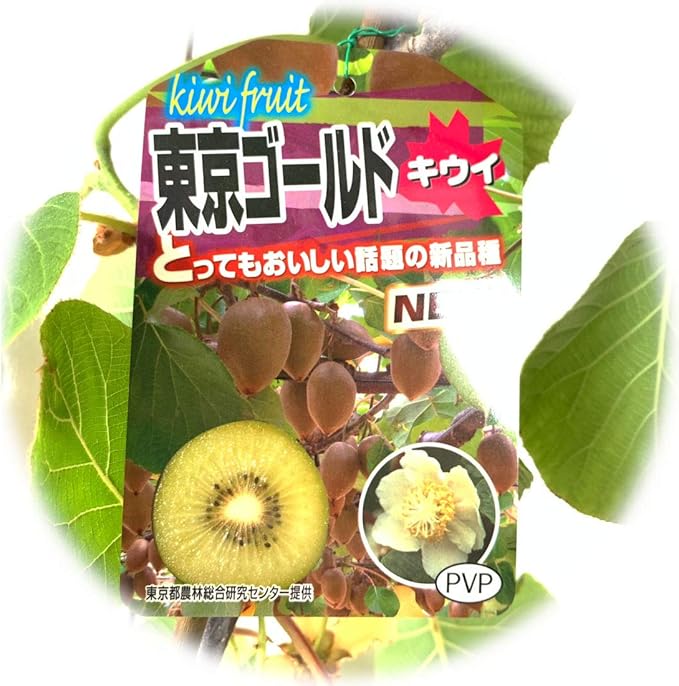 Amazon キウイ 苗木 東京ゴールド 黄実メス Pvp 15cmポット苗 キウイ 苗 キウイフルーツ 果物