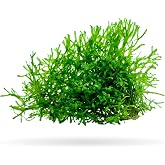 Riccia Fluitans Crystalwort Live Aquatic Plant for Aquarium