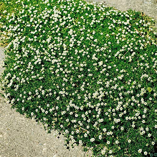 Outsidepride Perennial Irish Moss Low Growing, Mat Forming, Ground