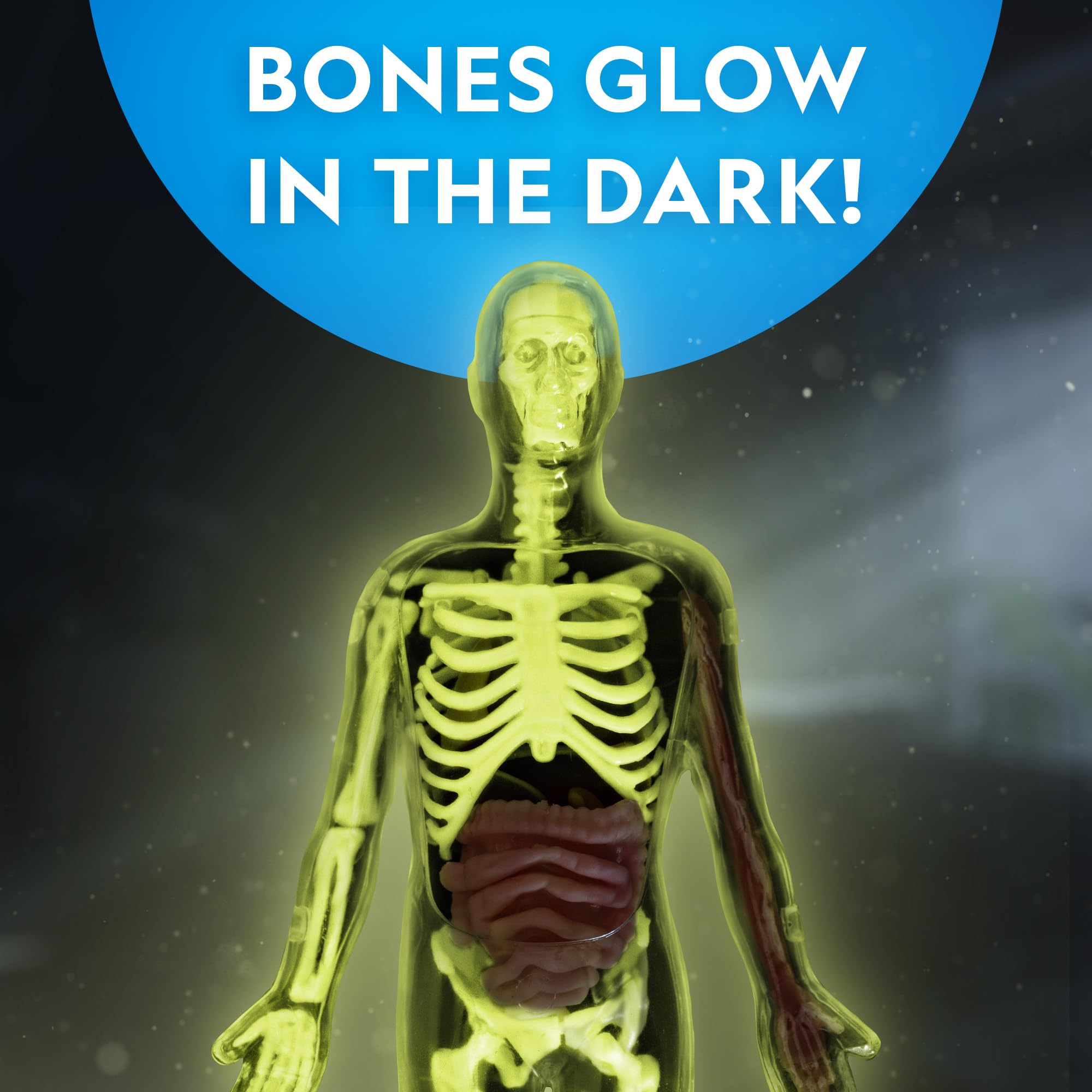 NATIONAL GEOGRAPHIC Glow in The Dark Human Body - Human Body Model for Kids with 28 Removable Bones & Organs, Educational Science Kit, Interactive Anatomy Toys for Boys & Girls