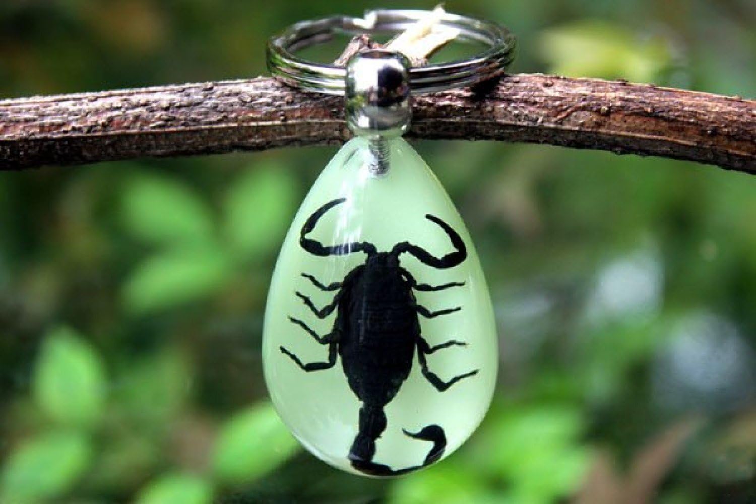 Key Ring With Real Scorpion Phosphorescent Scorpion Noir Amazon Co Uk Diy Tools