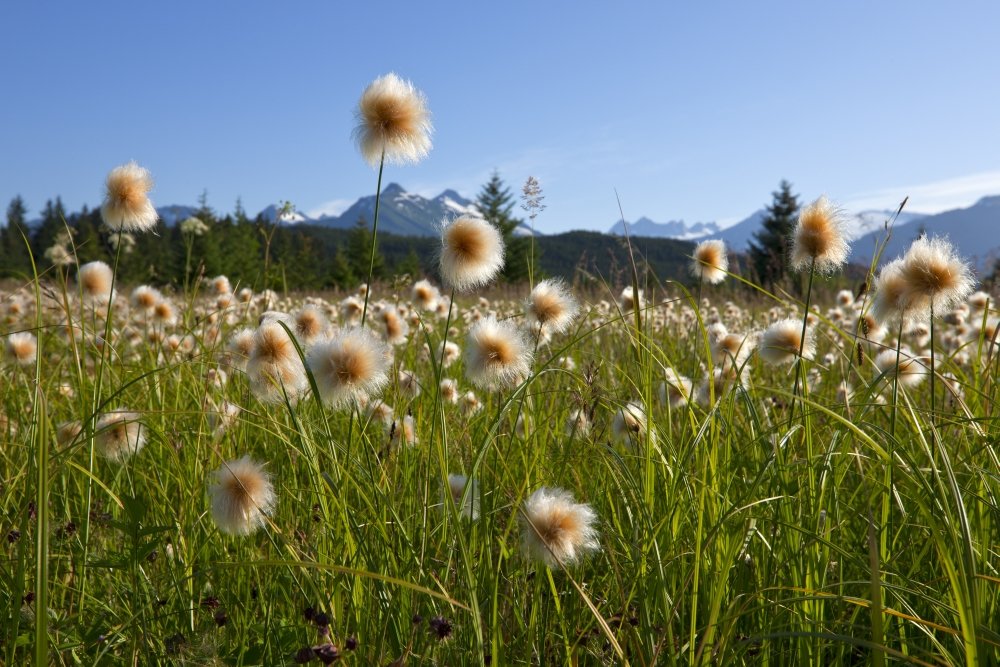 Amazon Com Posterazzi Cotton Grass In The Mendenhall Wetlands