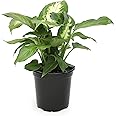 Dieffenbachia Live Plant, Dumbcane Live House Plants Indoors Live Indoor Plants, Mother in Law Tongue Plant Live Plants Indoo