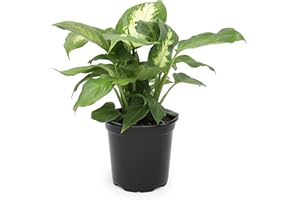 Dieffenbachia Live Plant, Dumbcane Live House Plants Indoors Live Indoor Plants, Mother in Law Tongue Plant Live Plants Indoo