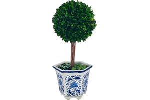 Galt International Preserved Boxwood Topiary Tree in Blue & White Ceramic Pot - Plant and Table Centerpiece Stunning Greenery and Plant Decor for Home 5.9" Diameter Topiary 14" Tall