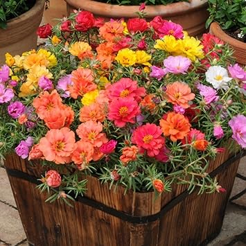Seedscare Portulaca F2 Hybrid Kariba Extra Double Mix Flower Seeds