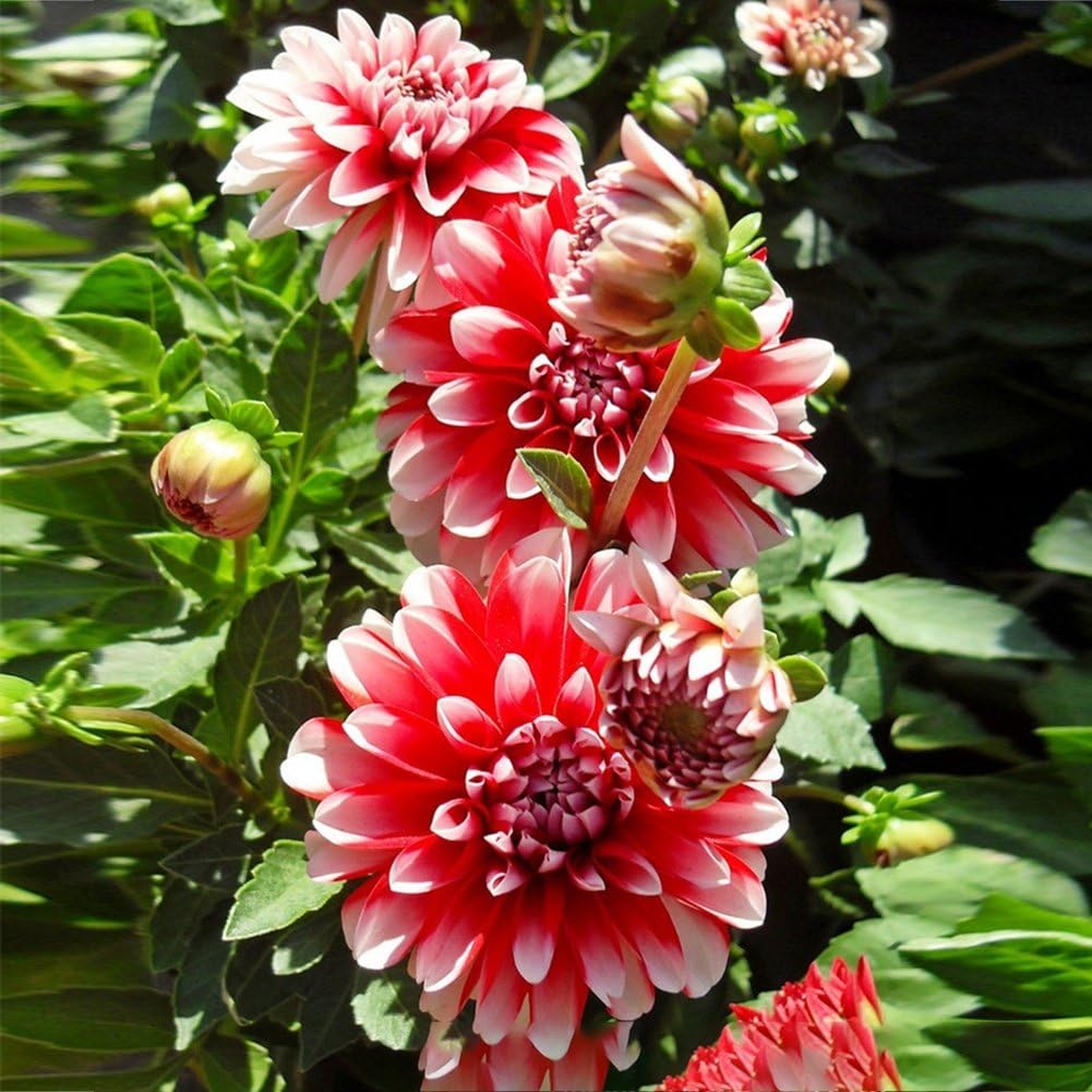 WuWxiuzhzhuo 50Pcs/1 Pack Dahlia Flower Seeds,Bonsai Planting Home Garden Yard DIY Decor