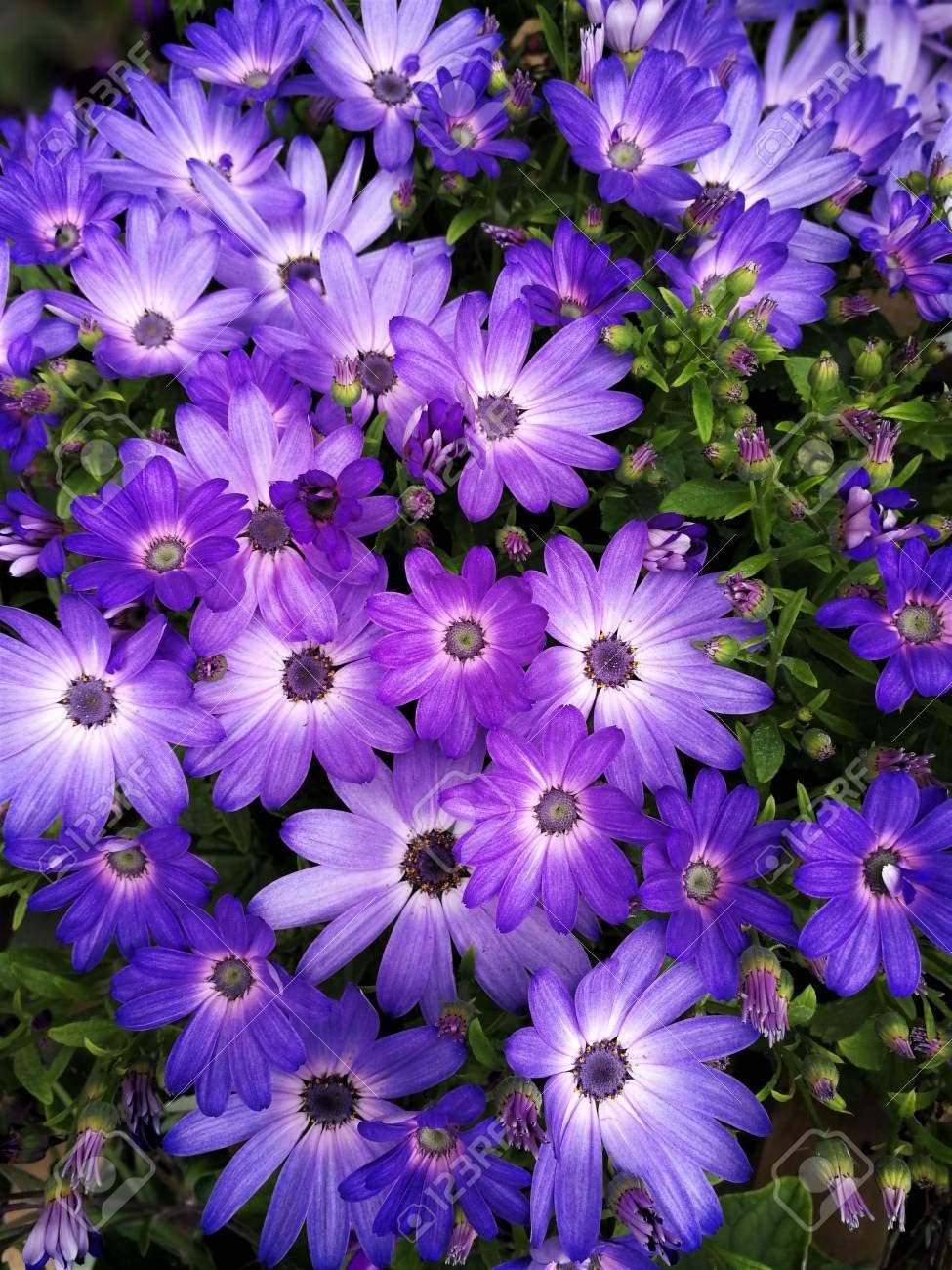 Cicitar Garden- 50pcs Rare African Daisy Osteospermum Mixed Colors Easy to Grow, Exotic Flower Seeds Hardy Perennial