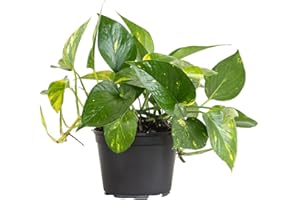 U UNITED NURSERY United Nursery Golden Pothos – Epipremnum Aureum in 6” Grower Pot – 10–12 Inches Tall – Fast-Growing, Low-Light Indoor Vine – Easy-Care, Air-Purifying Houseplant for Home or Office