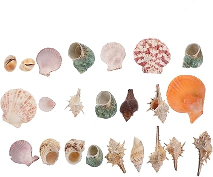Amazon Popetpop 貝殻セット カラフル ビーチ シェル 巻き貝 置物 オブジェ ビーチ小物 アクアリウム 水槽 風景装飾 水族館 内装 写真 小道具 装飾 Diy ジュエリー用 Uvレジン レジンアクセサリー 0g ランダム Popetpop オーナメント 通販 Amazon Popetpop 貝殻セット カラフル ビーチ シェル 巻き貝 置物 オブジェ ビーチ小物 アクアリウム 水槽 風景装飾 水族館 内装 写真 小道具 装飾 Diy ジュエリー用 Uvレジン レジンアクセサリー 0g ランダム Popetpop オーナメント 通販