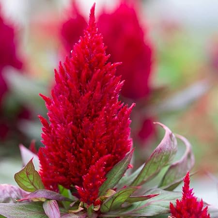 Firstly Pack of 100 FlowerSeeds- Plant Seeds For Hanging Pot