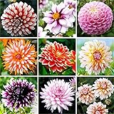 Jasmine Flower Seeds Fragrant Garden Plant Seed