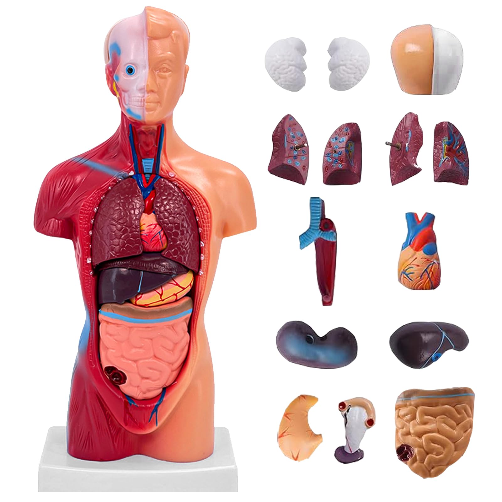 Photo 1 of 11 Inch Small Human Body Model for Anatomy Study - 15 Detachable Parts Educational Torso with Internal Organs, DIY Assembly Anatomy Model for Students, Teachers, and Medical Healthcare Professionals