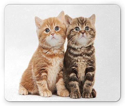 Amazon Com Cute Mouse Pad Two British Shorthair Kitten Cat