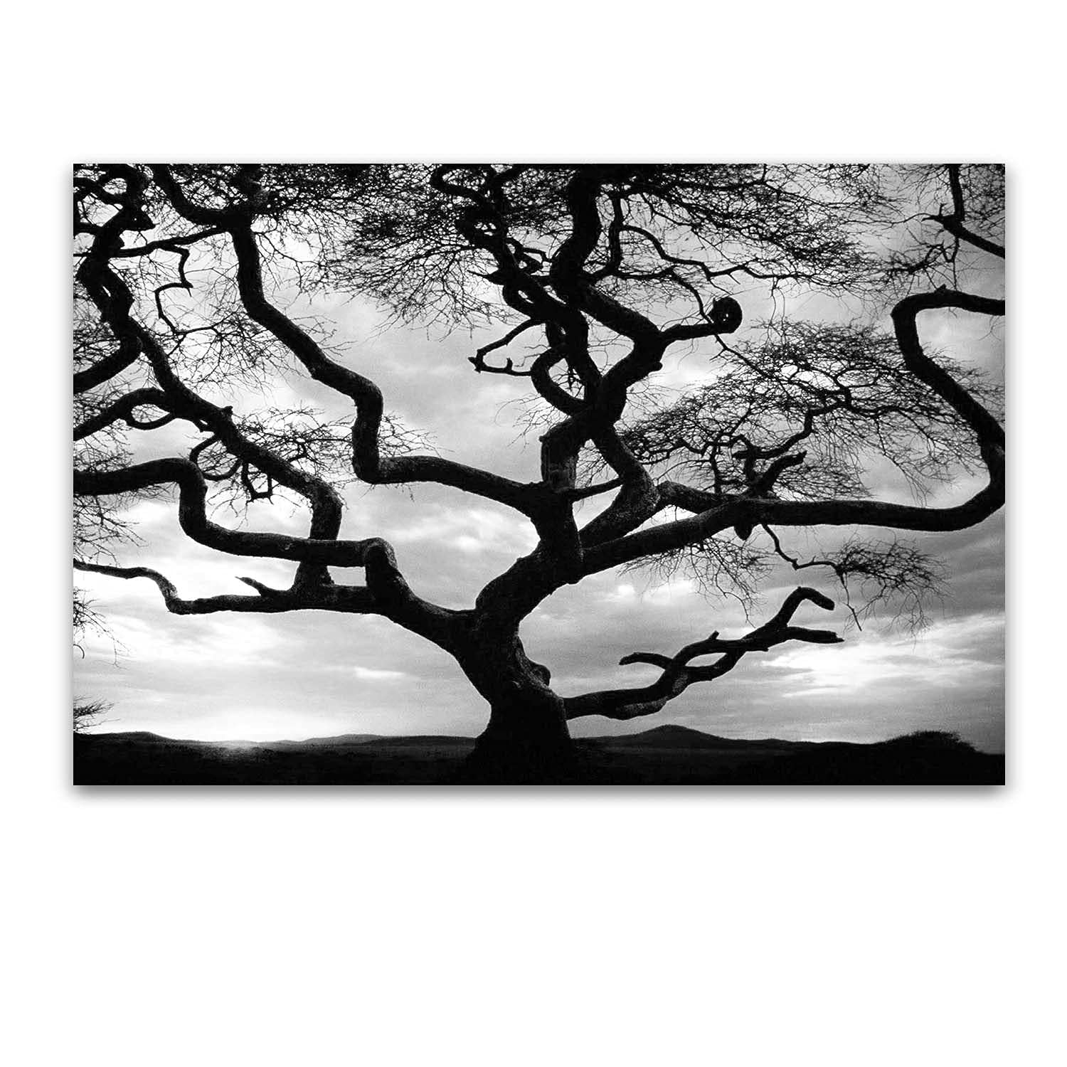 Startonight Canvas Wall Art Decor I will fish a Moon for You Print for Bedroom 60 x 90 cm : Startonight Canvas Wall Art | Nature | Maple Tree and