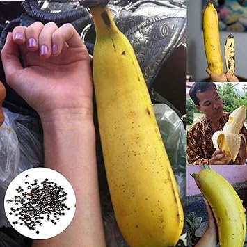 Soteer Garten - Riesen Banane Samen Banane Baum Samen exotische Pflanzen Obst Frucht Samen mehrjährig winterhart ertragreich 