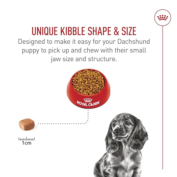 ROYAL CANIN BREED HEALTH NUTRITION DACHSHUND PUPPY DRY DOG FOOD, 2.5 LB BAG