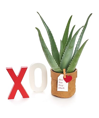 Shop Succulents "Aloe You Very Much!" Aloe Vera Plant in Kraft Pot Planter  - Gift for Him or Her - Home Decor in Kenya | Whizz Planters