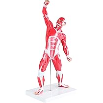 人体模型 KIKKERLAND 3D ANATOMIC PUZZLE MUSCLE MAN Anatomical Muscle Man 3D Puzzle | Kikkerland 3D Puzzle Image