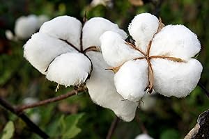 Cotton Tree Organic Seeds, Cotton Tree Seeds, Home Gardening, High Germination, for Garden and Potting, Non-GMO Heirloom (See