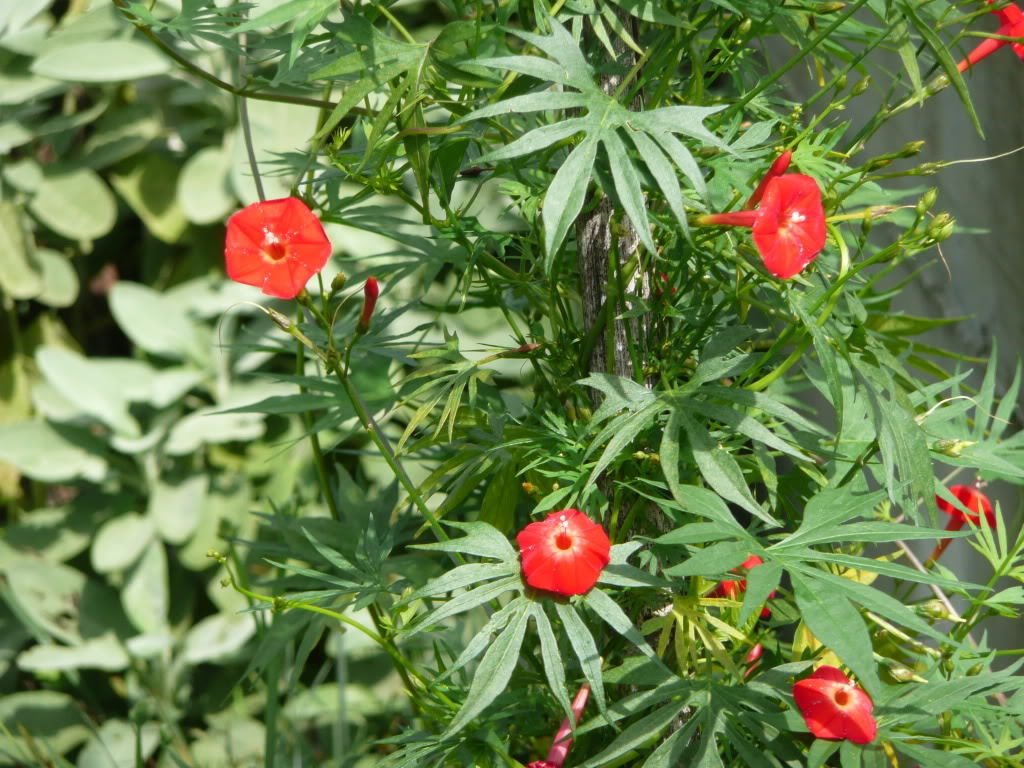30 CARDINAL CLIMBER VINE Red Flower Seeds Ipomea Quamoclit S/H