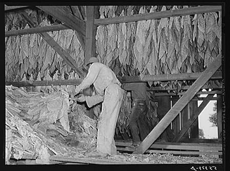 Amazon Com Hanging Burley Tobacco In The Barn To Dry And Cure On