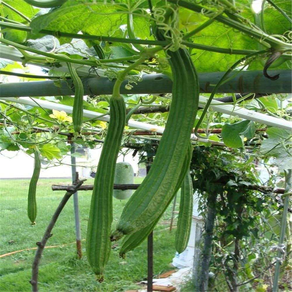 BIG Luffa / Loofah Vegetable Seeds, Plant Matures Quickly
