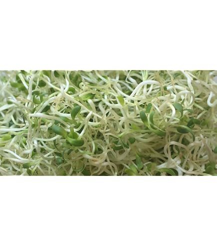 Amazon.com : Alfalfa Seeds- Farmer Direct Premium Certified Clean Alfalfa  Seeds - 10 Lbs - High Germination, Conventional Alfalfa Seed -Garden Seed,  Cover Crop, Field Growing, Alfalfa Hay, Alfalfa Honey : Patio, Lawn & Garden