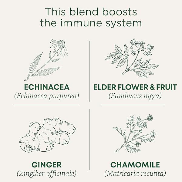 TRADITIONAL MEDICINALS TEA, ORGANIC ECHINACEA PLUS ELDERBERRY, BOOSTS THE IMMUNE SYSTEM, 16 TEA BAGS