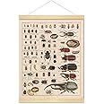 Meishe Art Vintage Poster Print Insects Collection Species Identification Reference Chart Entomology Diagram Classroom Club Wall Decor (poster + hanger frame)