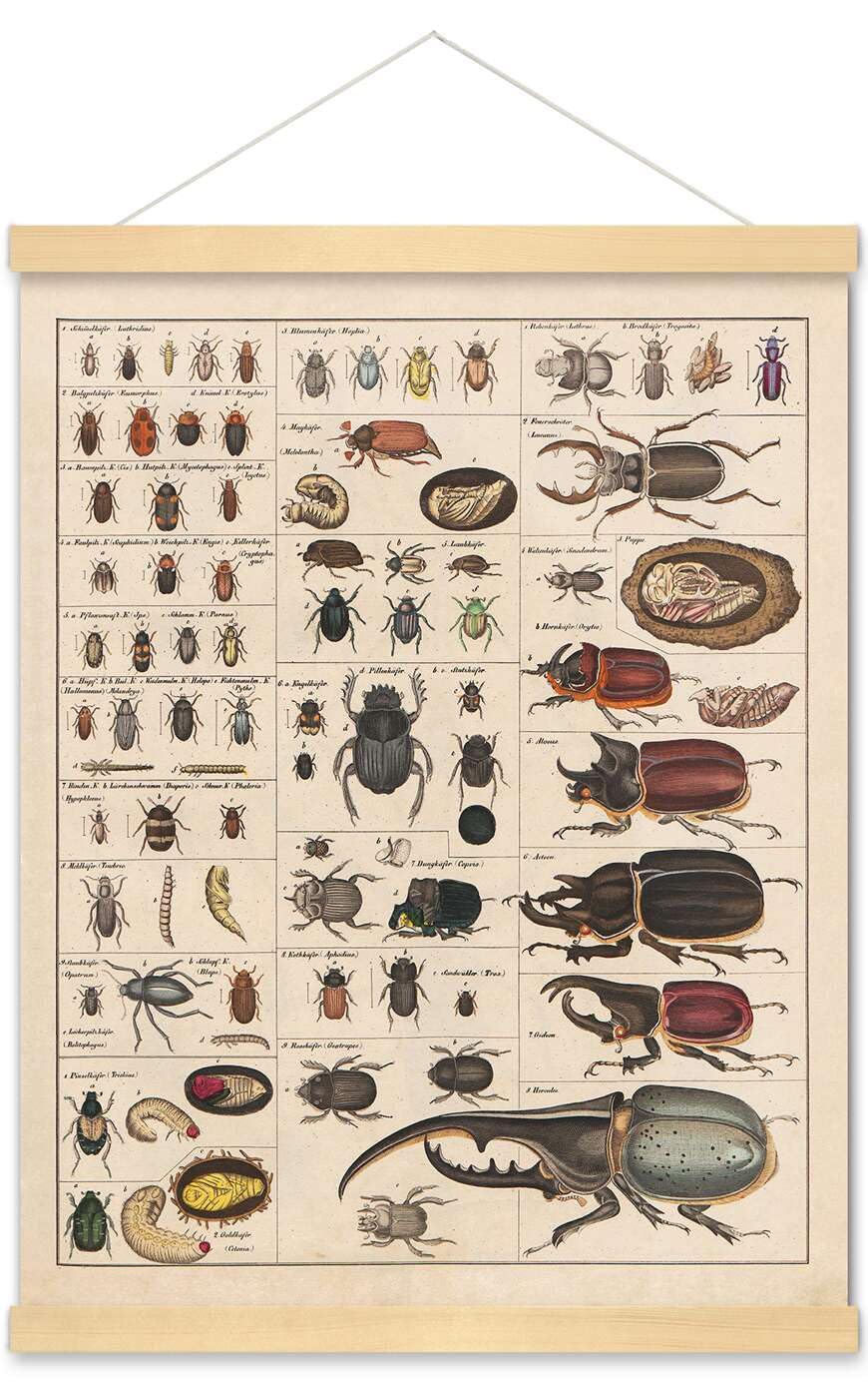 Meishe Art Vintage Poster Print Insects Collection Species Identification Reference Chart Entomology Diagram Classroom Club Wall Decor(40cmx50cm+Hanger Frame)