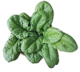Burpee Persius Spinach Seeds 250 seeds