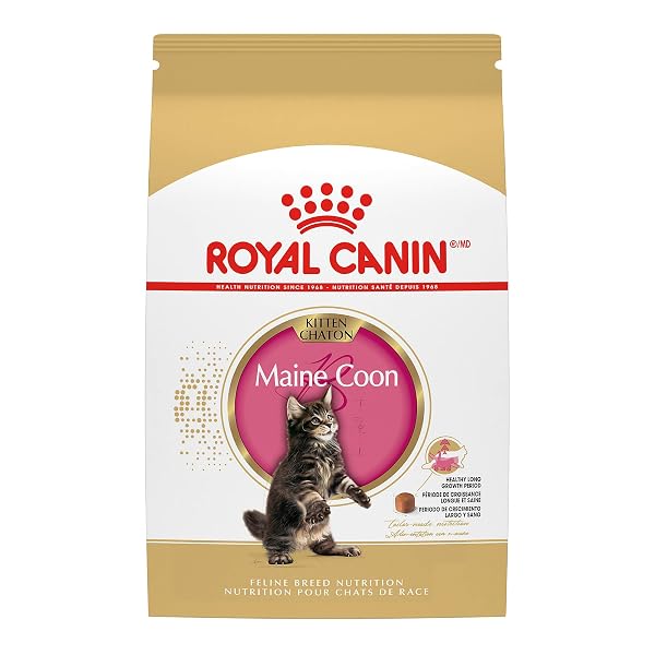 ROYAL CANIN FELINE BREED NUTRITION MAINE COON KITTEN...
