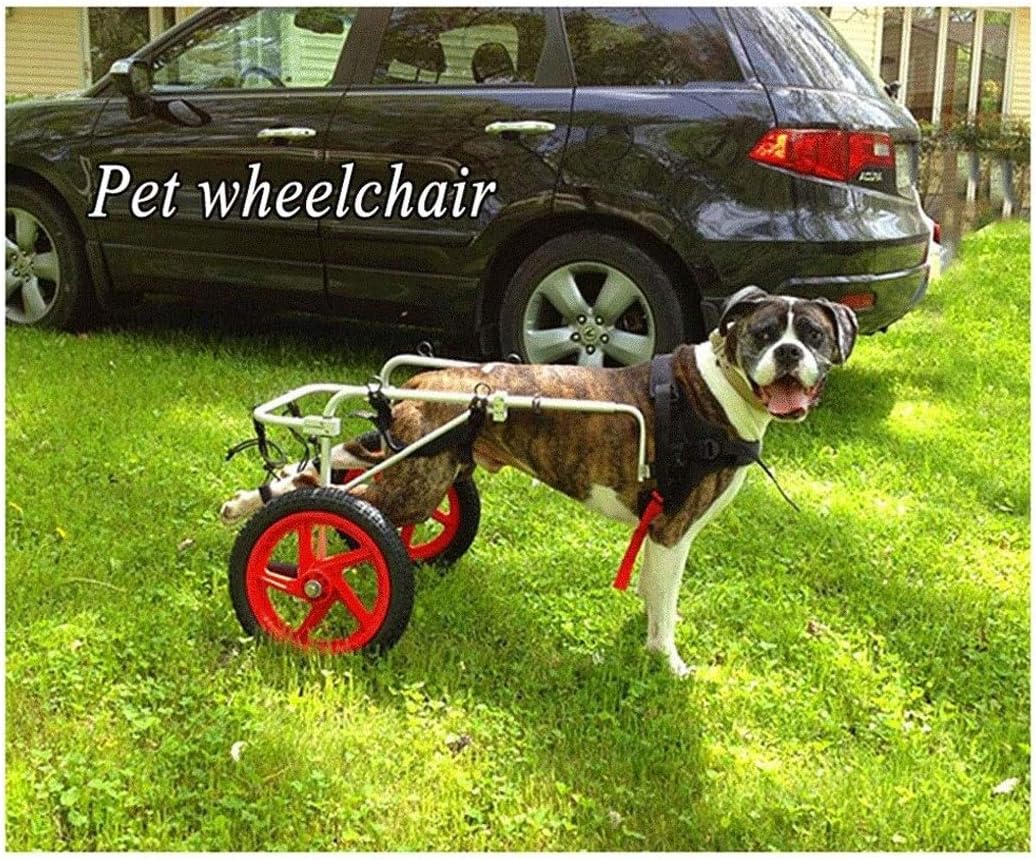 sedie a rotelle per gatti