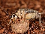 Livefoods4u Large Silent Brown Crickets 15-20mm Approx 50 Tub view 4