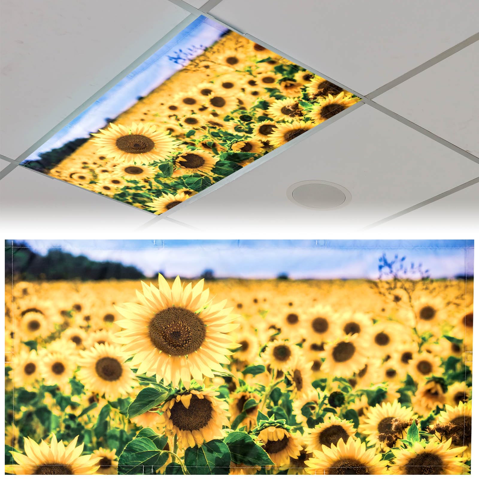 Patelai 4 x 2 Feet Fluorescent Light Cover for