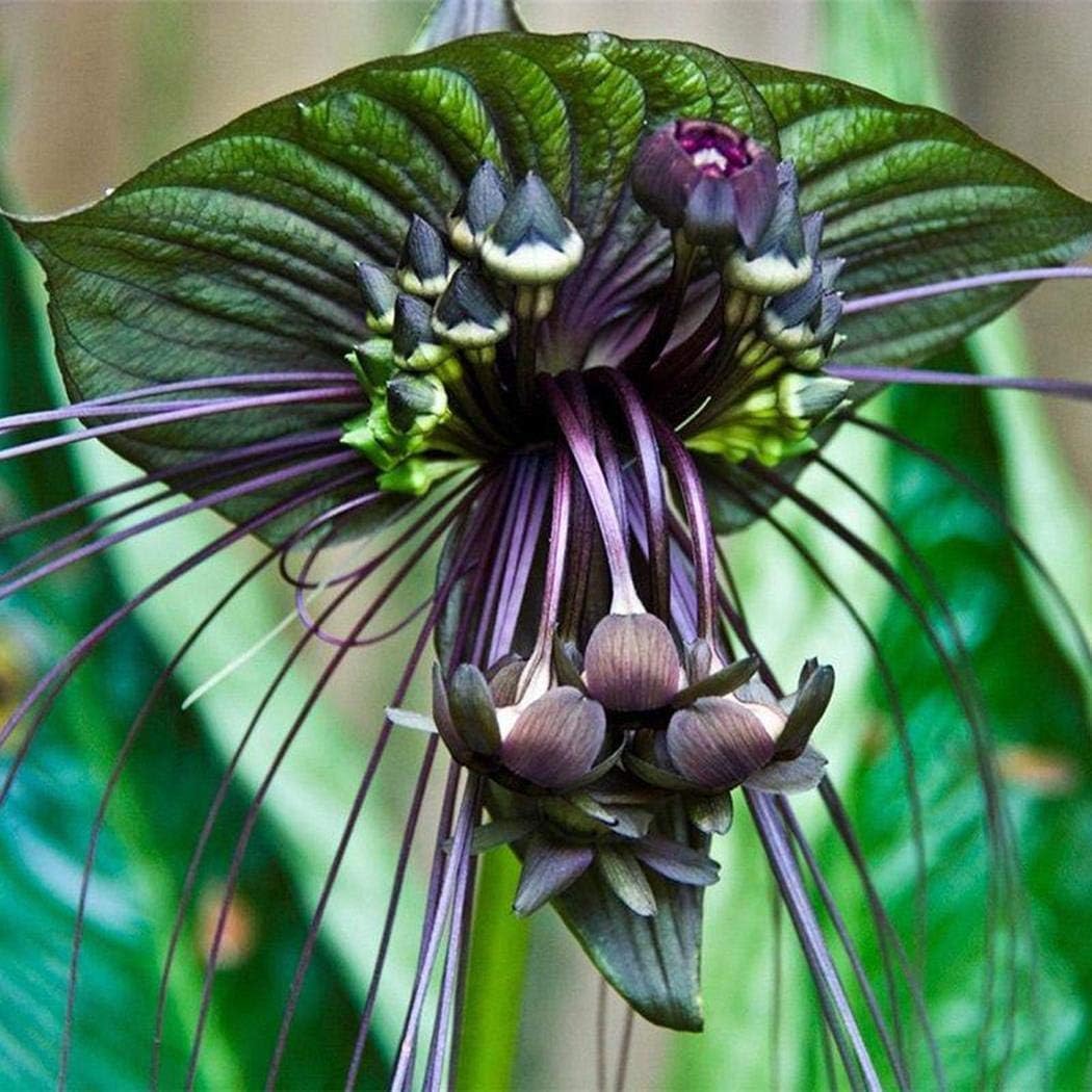 HOTUEEN 10pcs/ Bag Tacca Chantrieri Seeds Rare Black Cat Whisker Flower Plant Flowers