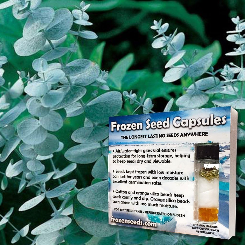 Silver Dollar Eucalyptus Seeds (Eucalyptus cinerea 'Pendula') 20+ Rare