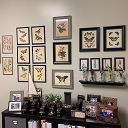Amazon Com Customer Reviews Instant Wall Art Butterfly Botanical Prints 45 Ready To Frame Vintage Illustrations For Your Home Decor