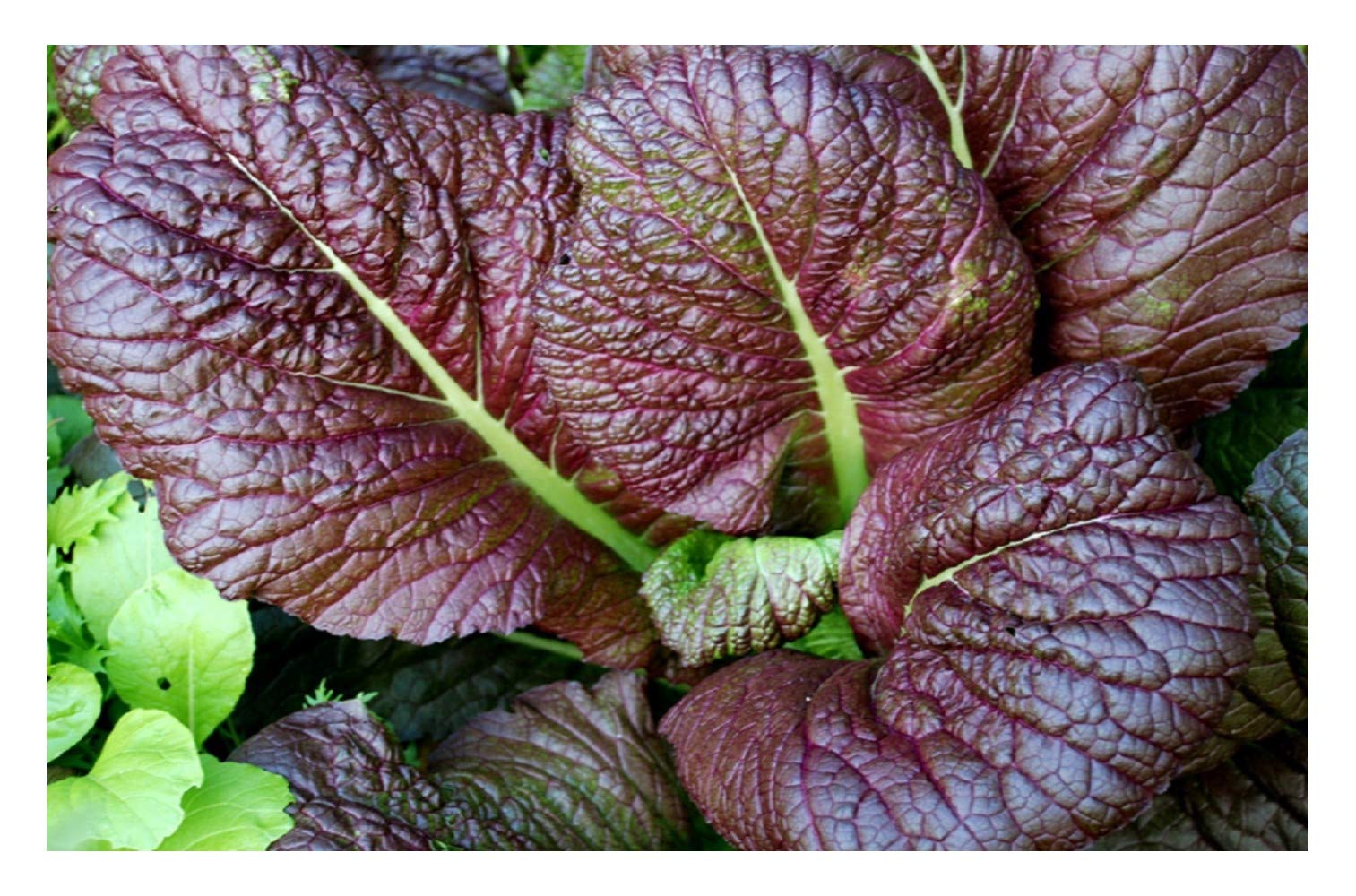 PREMIER SEEDS DIRECT - Mustard Seeds - RED Giant - 2.5 Grams