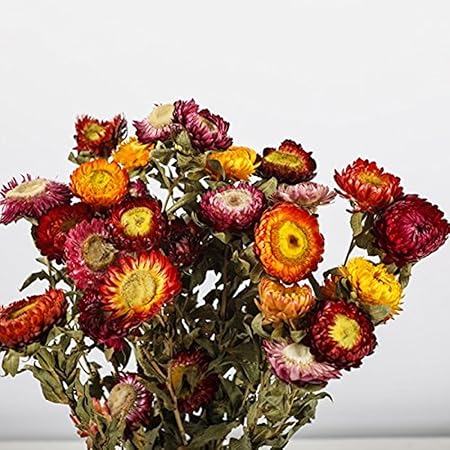 Qingtoo Naturelles Séchées Fleur Petite Daisy Paille