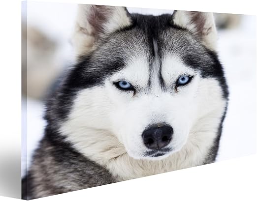 Islandburner Tableau Tableaux Sur Toile Grand Chien Husky
