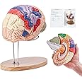 VEVOR Human Brain Model Anatomy 4-Part Model of Brain w/Labels & Display Base Color-Coded Life Size Human Brain Anatomical Model Brain Teaching Human Brain for Science Classroom Study Display Model