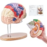 VEVOR 4-Part Human Brain Model Anatomy with Labels &amp; Display Base, Color-Coded Life Size Human Brain Anatomical Model for Science Classroom Study &amp; Display